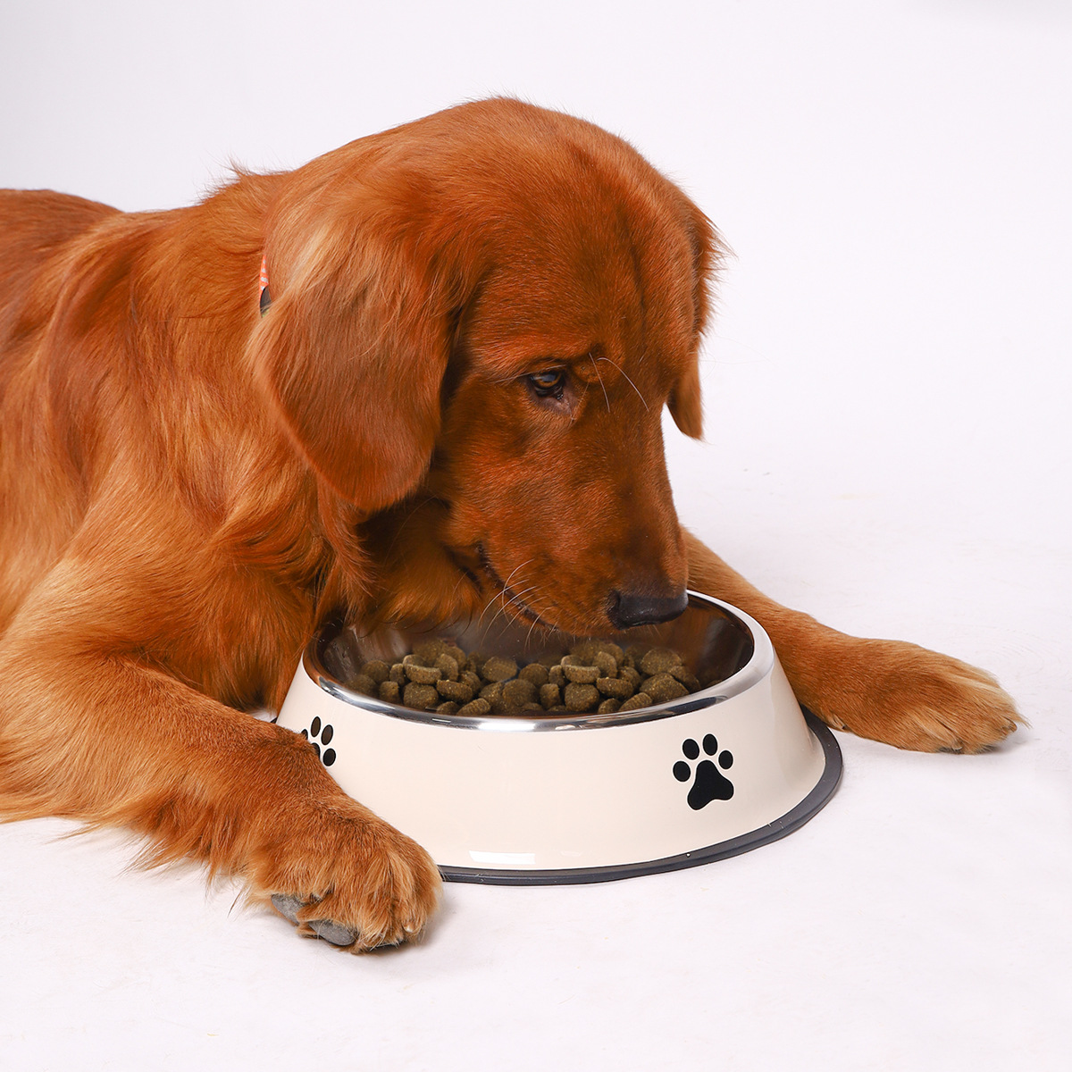 Edelstahl-Futternapf mit große – Pet Supplies Dog Food Bewertung und Preis