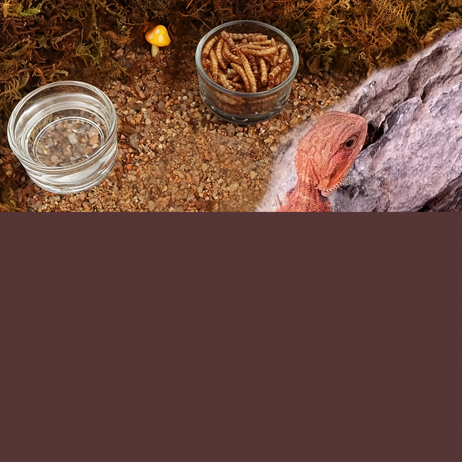Glas-Aquarium Mini-Größe Garne – Pet Supplies Fish Bewertung und Preis