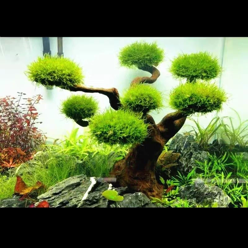 Aquarium Treibholz Landschafts – Pet Supplies Fish Bewertung und Preis