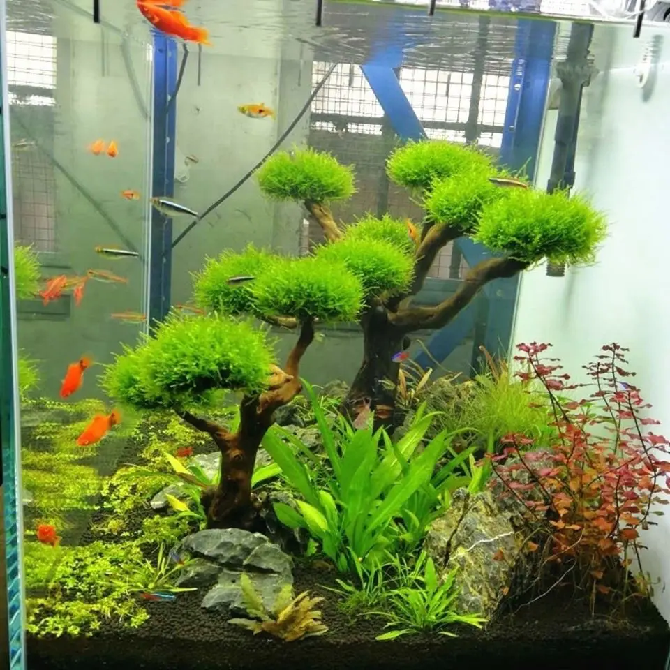 Aquarium Treibholz Landschafts – Pet Supplies Fish Bewertung und Preis